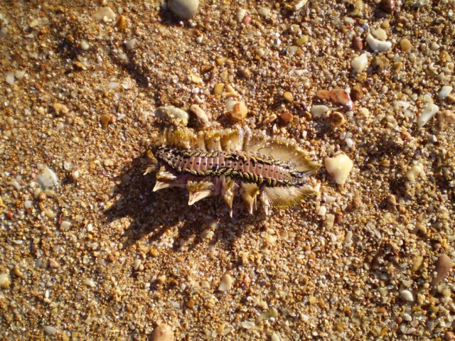 Underside of wierd sea creature